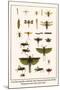 Crane Flies, Dragonflies, Caddis Flies, Wasp, Predaceous Diving Beetles, Mayflies, etc.-Albertus Seba-Mounted Art Print