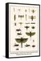 Crane Flies, Dragonflies, Caddis Flies, Wasp, Predaceous Diving Beetles, Mayflies, etc.-Albertus Seba-Framed Stretched Canvas