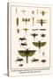 Crane Flies, Dragonflies, Caddis Flies, Wasp, Predaceous Diving Beetles, Mayflies, etc.-Albertus Seba-Stretched Canvas