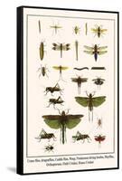 Crane Flies, Dragonflies, Caddis Flies, Wasp, Predaceous Diving Beetles, Mayflies, etc.-Albertus Seba-Framed Stretched Canvas