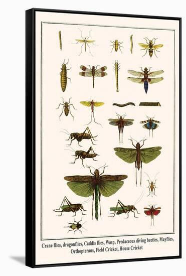 Crane Flies, Dragonflies, Caddis Flies, Wasp, Predaceous Diving Beetles, Mayflies, etc.-Albertus Seba-Framed Stretched Canvas