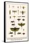 Crane Flies, Dragonflies, Caddis Flies, Wasp, Predaceous Diving Beetles, Mayflies, etc.-Albertus Seba-Framed Stretched Canvas