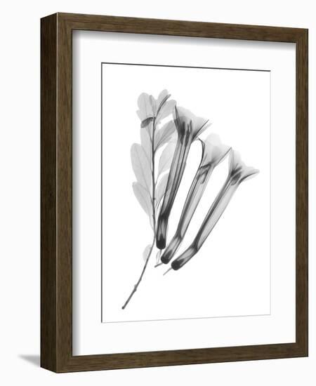 Crane Flower-Albert Koetsier-Framed Art Print