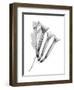 Crane Flower-Albert Koetsier-Framed Art Print