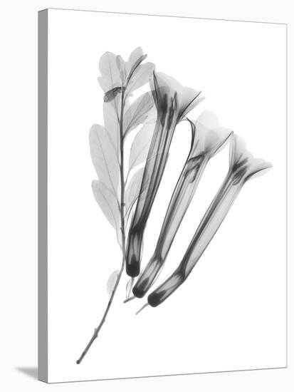 Crane Flower-Albert Koetsier-Stretched Canvas