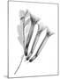Crane Flower-Albert Koetsier-Mounted Art Print