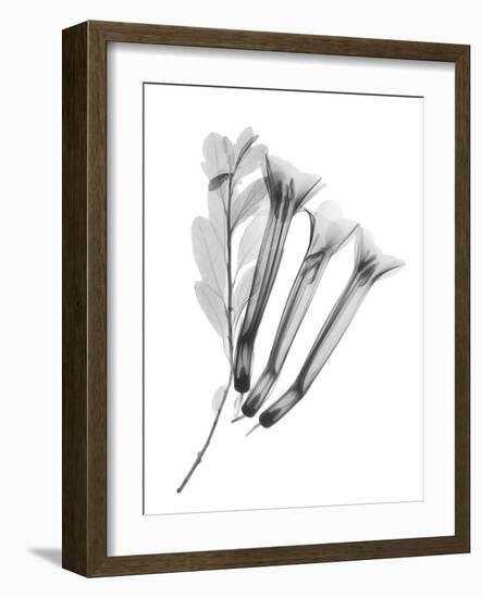 Crane Flower-Albert Koetsier-Framed Art Print