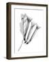 Crane Flower-Albert Koetsier-Framed Art Print