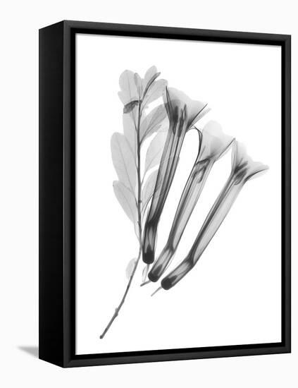 Crane Flower-Albert Koetsier-Framed Stretched Canvas