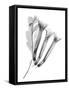 Crane Flower-Albert Koetsier-Framed Stretched Canvas
