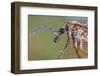 Crane Fly - Daddy Long Legs (Tipula Paludosa) Female Covered In Morning Dew-Alex Hyde-Framed Photographic Print