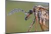 Crane Fly - Daddy Long Legs (Tipula Paludosa) Female Covered In Morning Dew-Alex Hyde-Mounted Photographic Print