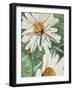 Crane Fly (Tipula Paludosa), Tipulidae-null-Framed Giclee Print