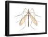 Crane Fly (Tipula Trivittata), Insects-Encyclopaedia Britannica-Framed Poster