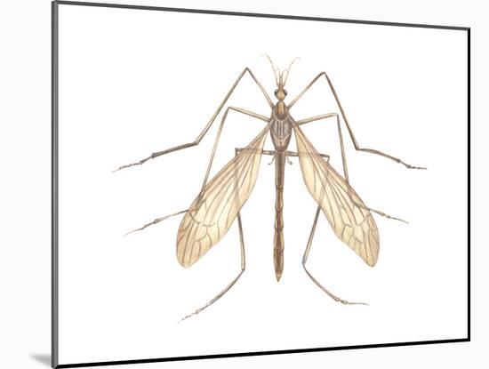 Crane Fly (Tipula Trivittata), Insects-Encyclopaedia Britannica-Mounted Poster