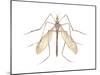 Crane Fly (Tipula Trivittata), Insects-Encyclopaedia Britannica-Mounted Poster