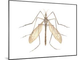 Crane Fly (Tipula Trivittata), Insects-Encyclopaedia Britannica-Mounted Poster
