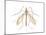 Crane Fly (Tipula Trivittata), Insects-Encyclopaedia Britannica-Mounted Poster
