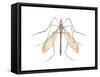 Crane Fly (Tipula Trivittata), Insects-Encyclopaedia Britannica-Framed Stretched Canvas