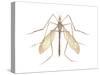 Crane Fly (Tipula Trivittata), Insects-Encyclopaedia Britannica-Stretched Canvas