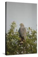 Crane Hawk in Treetop-Joe McDonald-Stretched Canvas