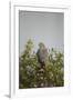 Crane Hawk in Treetop-Joe McDonald-Framed Photographic Print