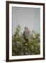 Crane Hawk in Treetop-Joe McDonald-Framed Photographic Print