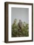 Crane Hawk in Treetop-Joe McDonald-Framed Photographic Print