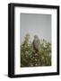 Crane Hawk in Treetop-Joe McDonald-Framed Photographic Print