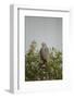 Crane Hawk in Treetop-Joe McDonald-Framed Photographic Print