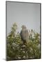 Crane Hawk in Treetop-Joe McDonald-Mounted Photographic Print