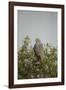 Crane Hawk in Treetop-Joe McDonald-Framed Photographic Print