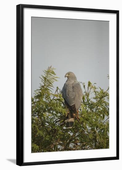 Crane Hawk in Treetop-Joe McDonald-Framed Photographic Print