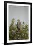 Crane Hawk in Treetop-Joe McDonald-Framed Photographic Print