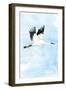 Crane in Flight I-Mercedes Lopez Charro-Framed Art Print