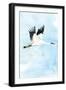 Crane in Flight I-Mercedes Lopez Charro-Framed Art Print