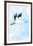 Crane in Flight I-Mercedes Lopez Charro-Framed Art Print