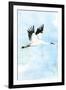 Crane in Flight I-Mercedes Lopez Charro-Framed Art Print