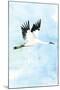 Crane in Flight I-Mercedes Lopez Charro-Mounted Art Print