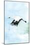 Crane in Flight II-Mercedes Lopez Charro-Mounted Art Print