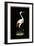 Crane on Black Background-null-Framed Art Print