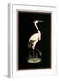 Crane on Black Background-null-Framed Art Print