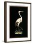 Crane on Black Background-null-Framed Art Print