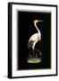 Crane on Black Background-null-Framed Art Print