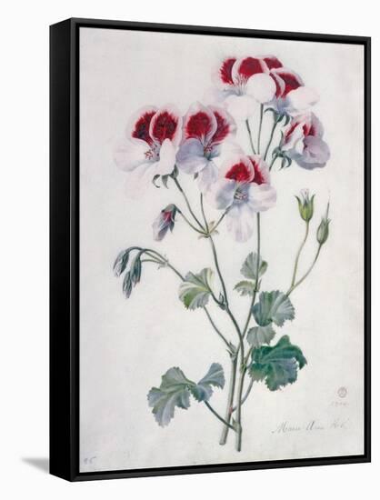 Crane's Bill-Marie-Anne-Framed Stretched Canvas