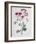 Crane's Bill-Marie-Anne-Framed Giclee Print