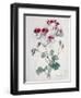 Crane's Bill-Marie-Anne-Framed Giclee Print