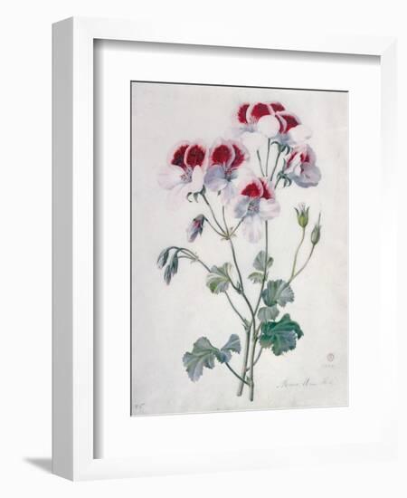 Crane's Bill-Marie-Anne-Framed Giclee Print