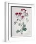 Crane's Bill-Marie-Anne-Framed Giclee Print