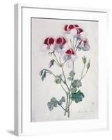 Crane's Bill-Marie-Anne-Framed Giclee Print